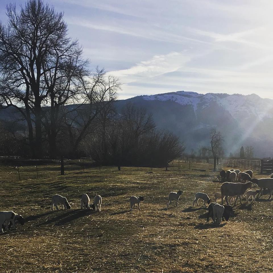 High Sierra Sheep