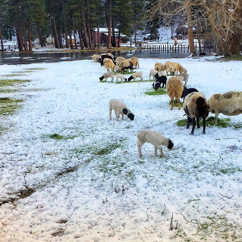 High Sierra Sheep Grass Fed Lamb