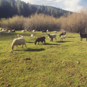 grass fed lamb high sierra sheep